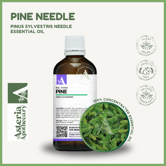 Pine Needle Essential Oil