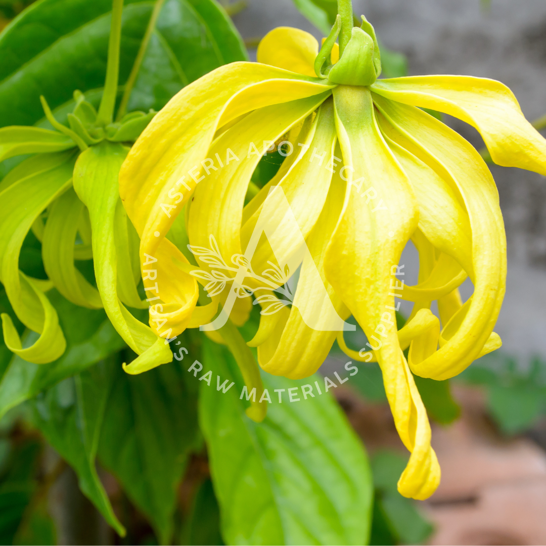 Ylang-Ylang Essential Oil