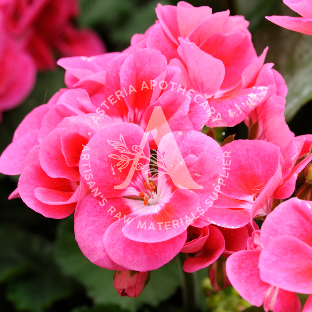 Geranium Fragrance Oil