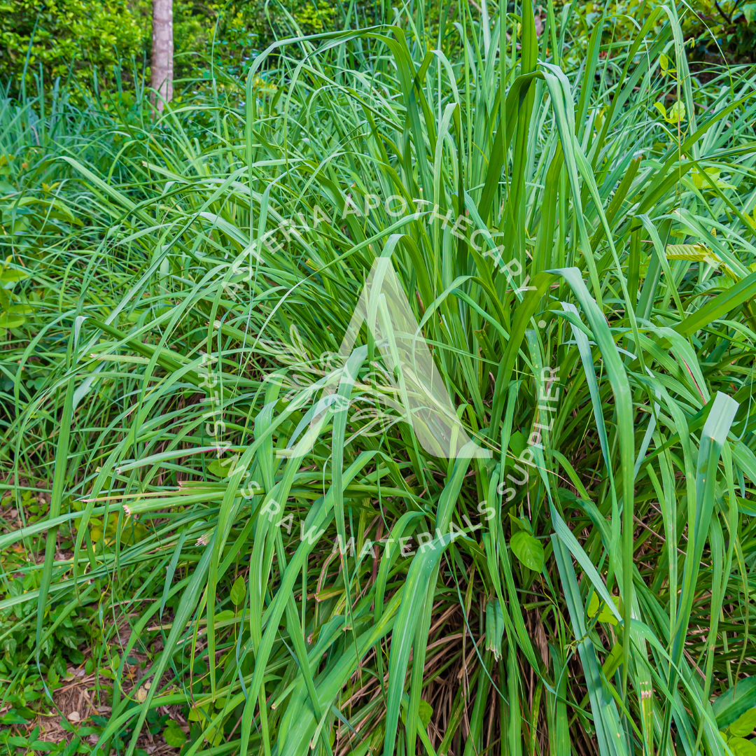 Citronella Fragrance Oil