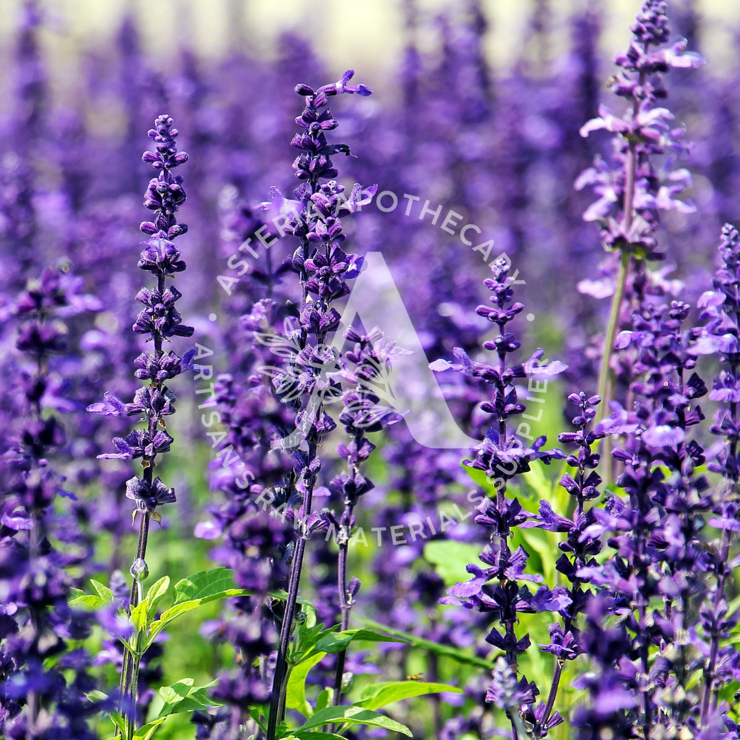 Lavender Buds Fragrance Oil