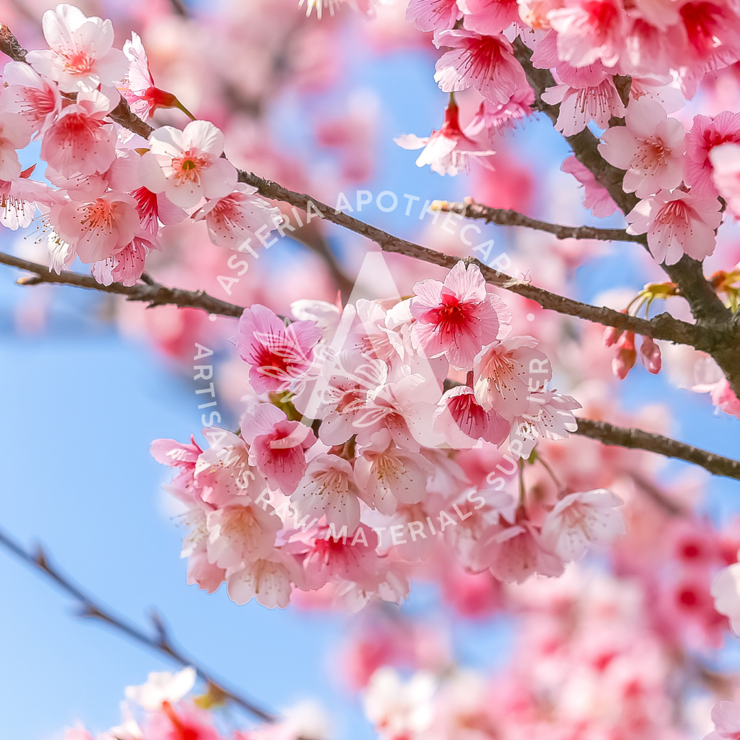 Cherry Blossoms Fragrance Oil